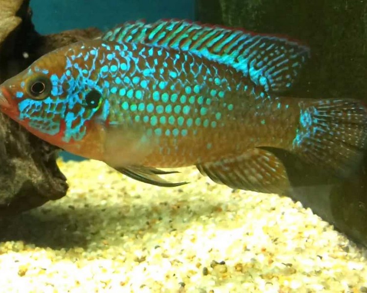 Blue Jewel Cichlid 4cm 5cm