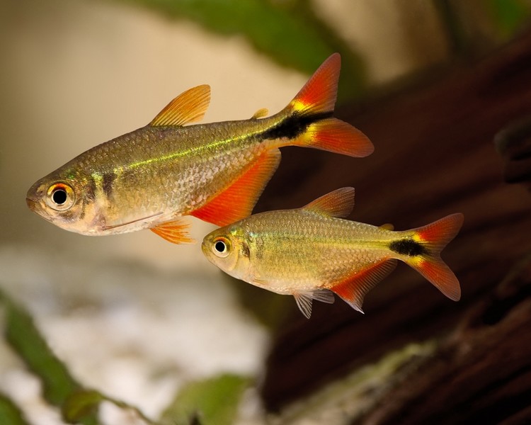 buenos aires tetra related