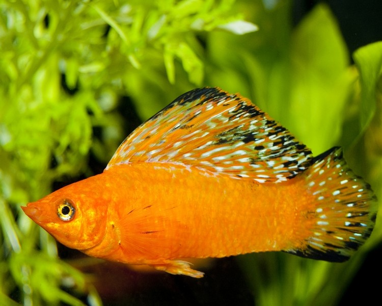 gold sailfin mollies large