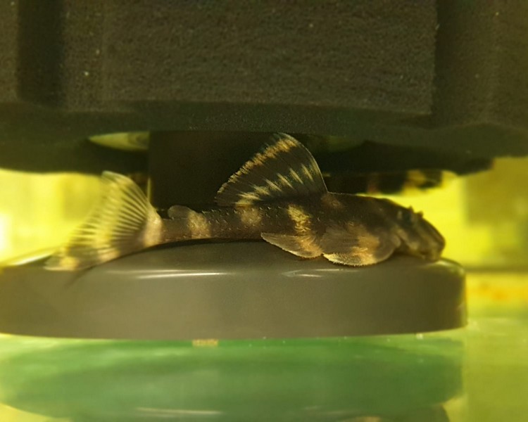 Butterfly Pleco L168 The Trop Company