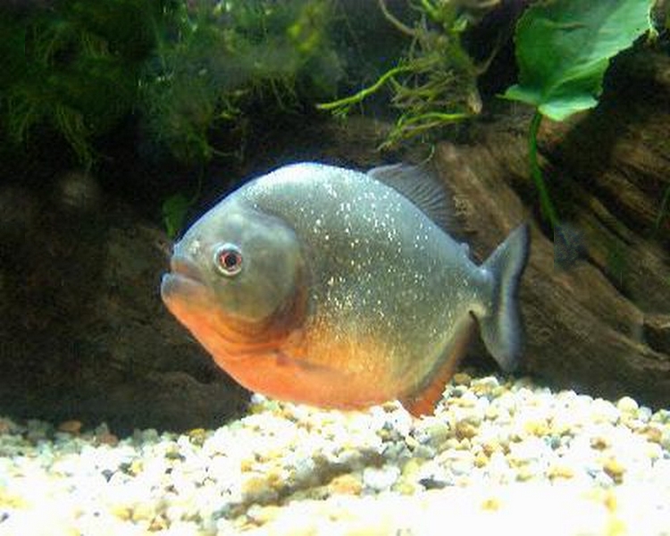 red bellied pacu 8 10cm