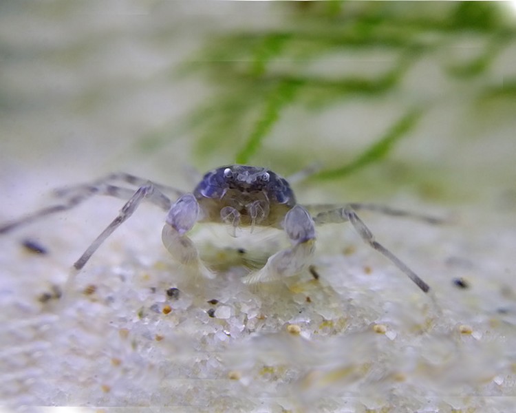 Thai Micro Aquatic Crab - 0.5cm