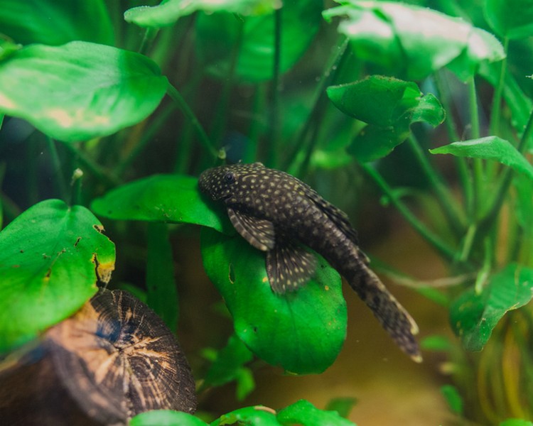 Bristlenose Catfish ~ 3cm