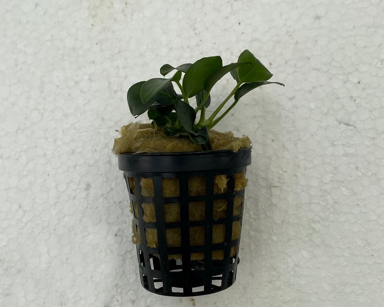 Anubias Nana Petite - 5cm Pot.