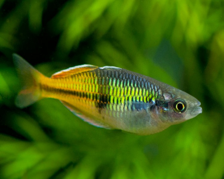 boesemani rainbow 2 5cm
