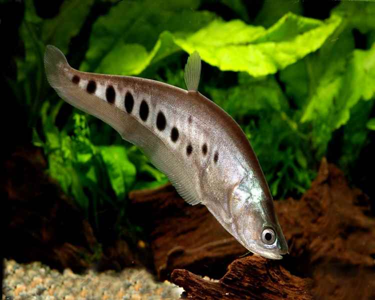 clown knife fish 7