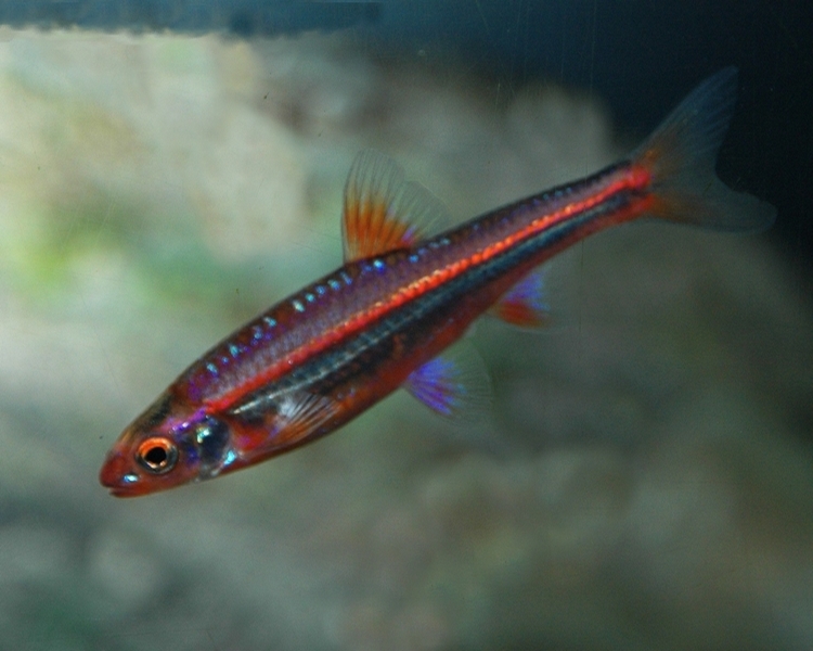 electric blue dace 5cm