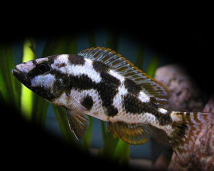 Nimbochromis Livingstonii ~ 7cm - 9cm