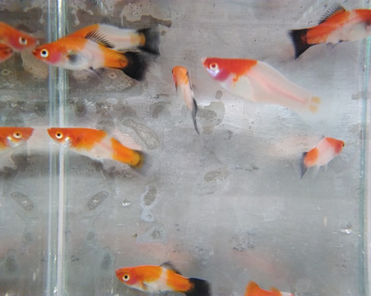 Assorted Koi Swordtail Medium/Large