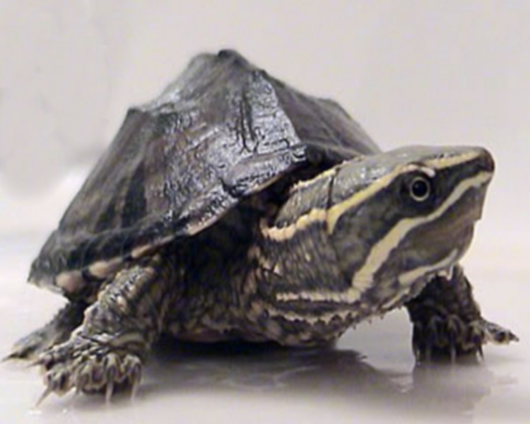 dwarf turtles for sale