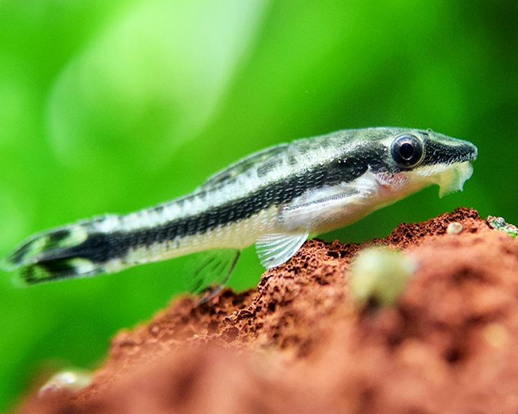 Képtalálat a következőre: „Otocinclus”
