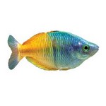 Rainbow Fish Rainbow Fish