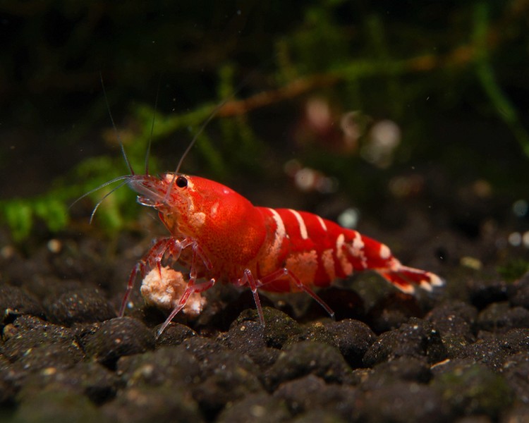 Red Crystal Shrimp - Medium
