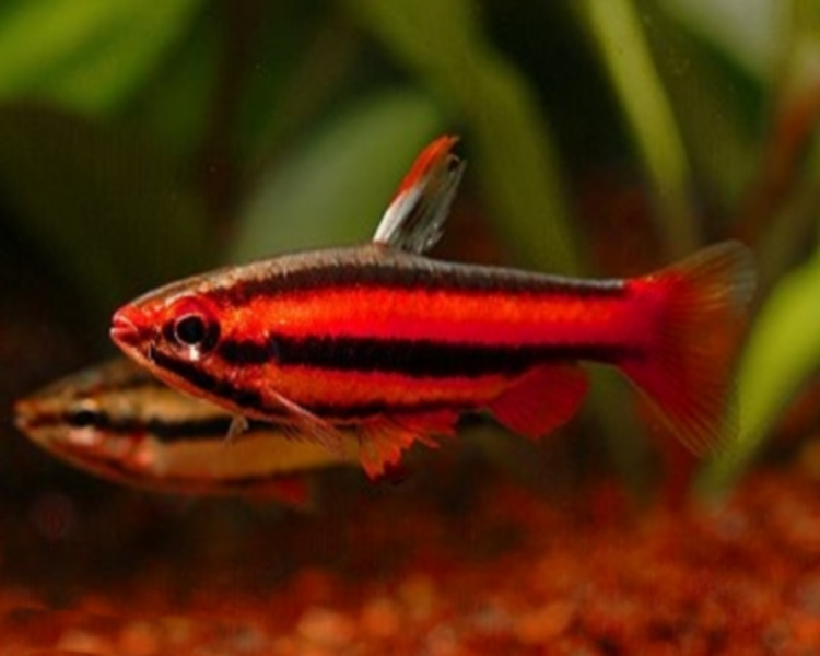 Coral Red Pencilfish 2cm