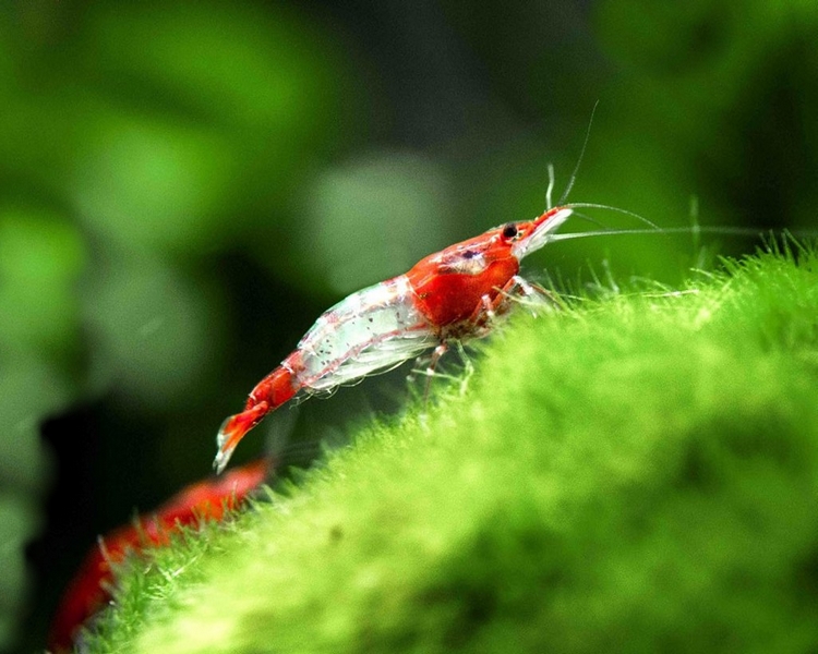 Red Rili Shrimp - Medium