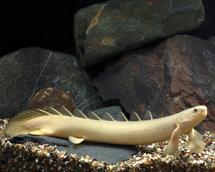 Polypterus Senegalus Bichir ~ 15cm - 20cm