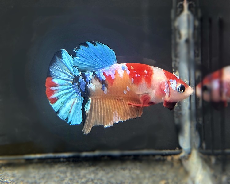 Male Galaxy Koi Betta Siamese Fighting Fish - 1N2