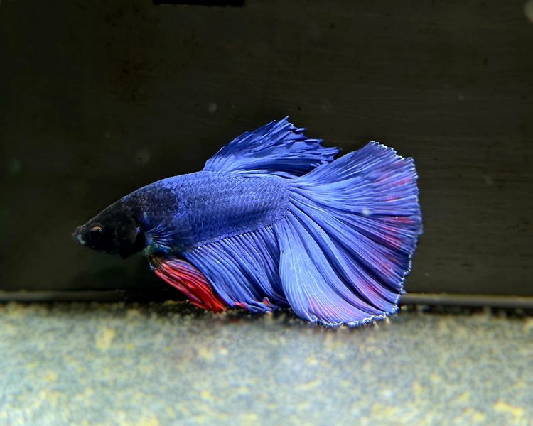 Male Half Moon Betta Siamese Fighting Fish - 3O1