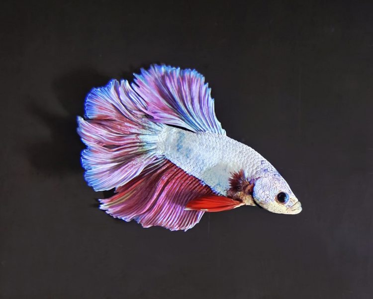 Male Half Moon Betta Siamese Fighting Fish - 3O2