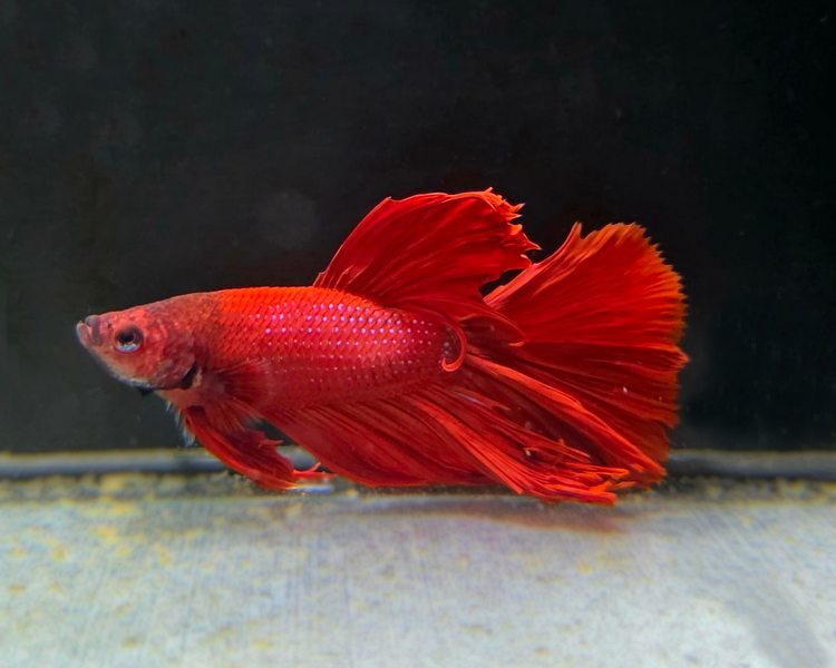 Male Half Moon Betta Siamese Fighting Fish - 4O1