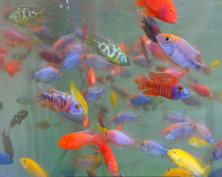 Assorted Med-large African Cichlid ~ 6-8cm