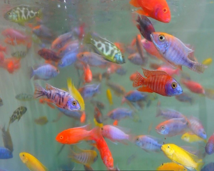 Assorted Med-large African Cichlid Mix ~ 6-8cm