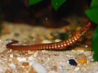 Pipefish