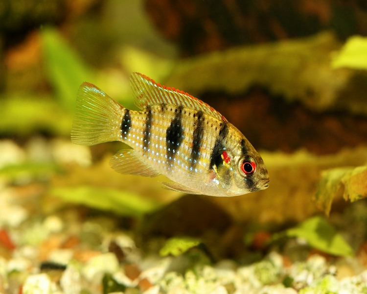 African Butterfly Cichlid ~ 3cm - 4cm
