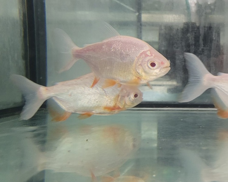 Albino Pacu ~ 5-6cm