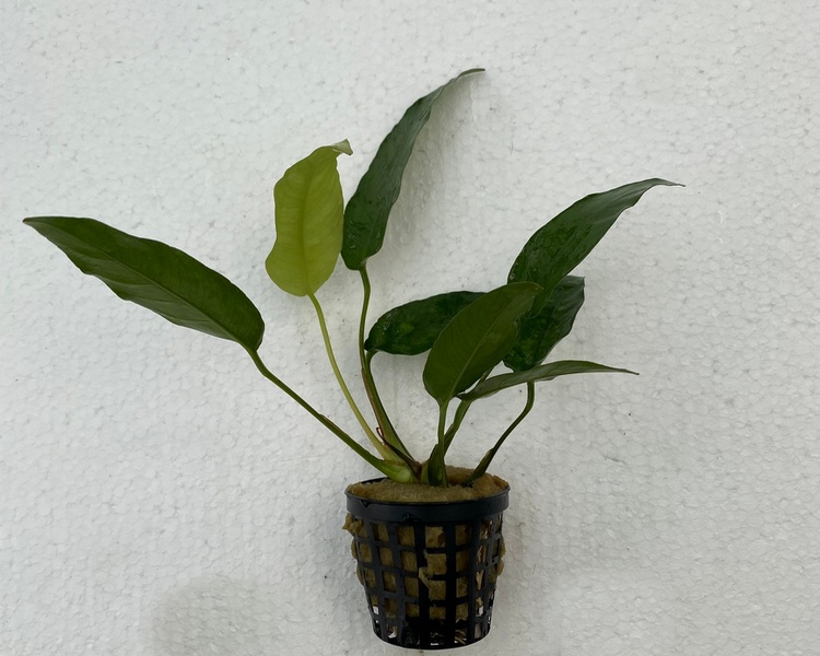 Anubias Barteri Var. Short and Sharp - 5cm Pot.