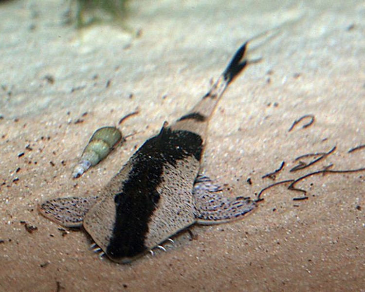 Catfish - The Trop Company