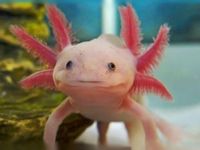 Axolotls