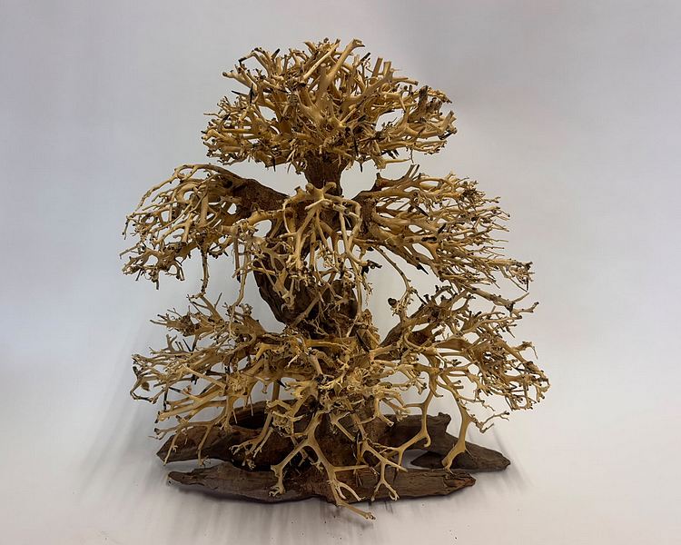 Banyan Bonsai Wood - Approx. 30 x 30 x 15cm #BW1