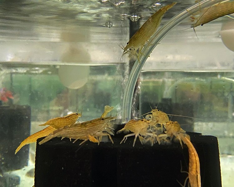 Bamboo Shrimp ~ 5cm - 6cm