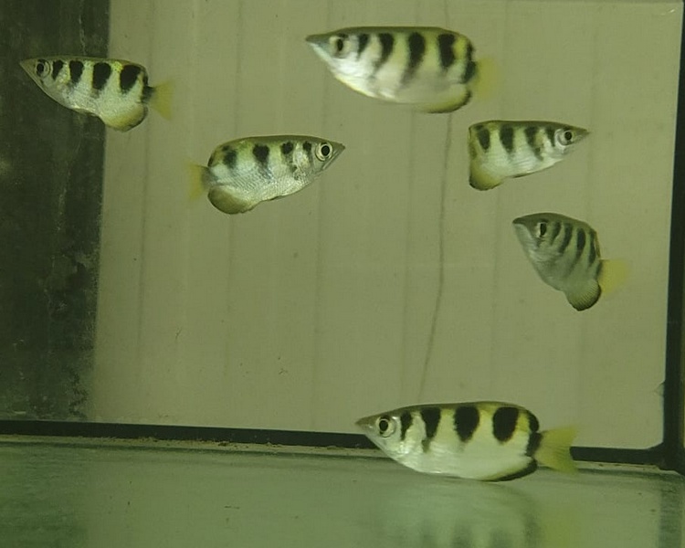 Banded Archer Fish ~ 5cm