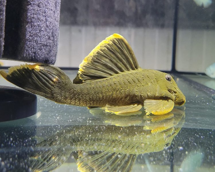 Mango Magnum Pleco L047 ~ 19-21cm