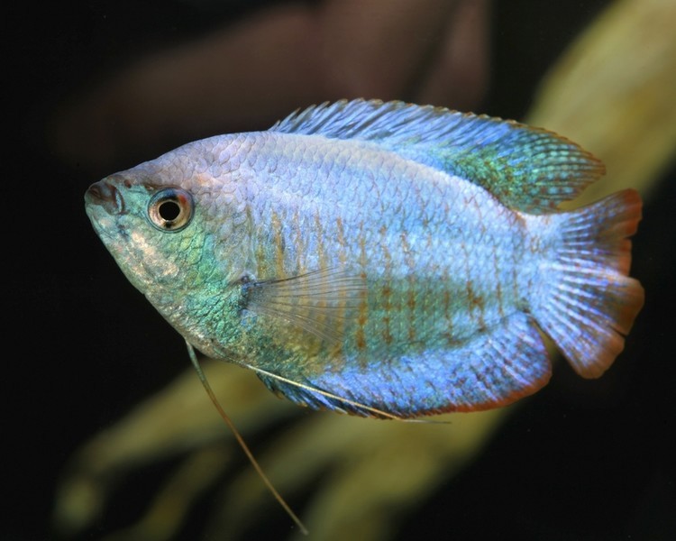 Blue Dwarf Gourami ~ 3cm - 3.5cm