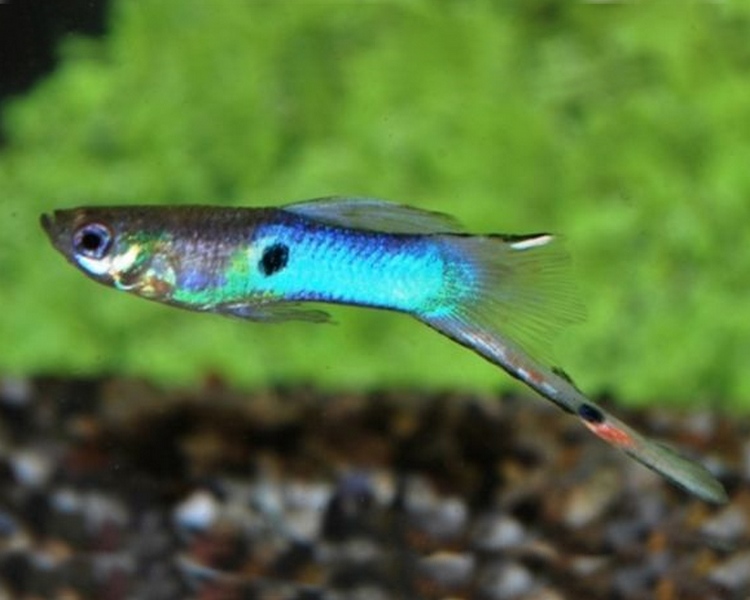 Blue Endler Guppy - Male ~ 2cm