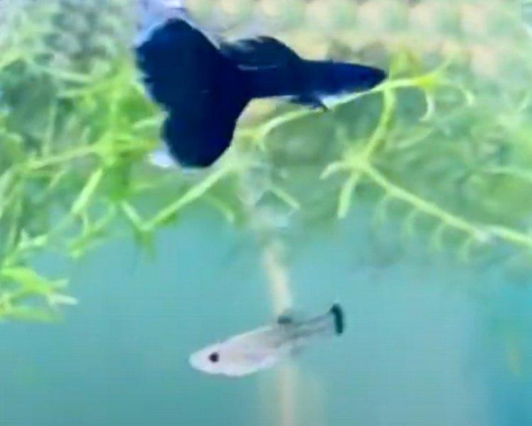 Blue Tarzan Guppy Pair ~ 2-3cm