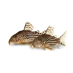 Corydora Corydora