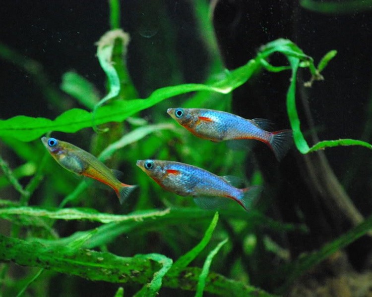 Daisys Blue Ricefish - Oryzias Woworae 2cm.