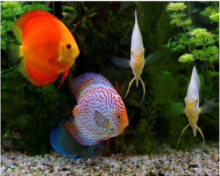 Assorted Discus ~ 6cm - 6.5cm SPECIAL OFFER