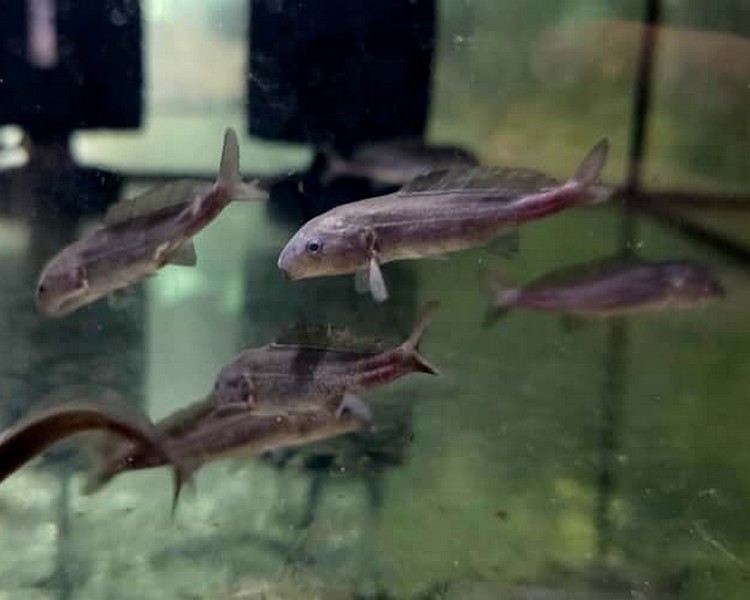 Dolphin Mormyrid Cichlid ~ 5-7cm