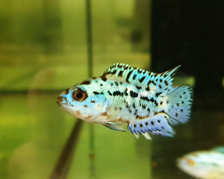 Jack Dempsey - Cichlasoma Octofasciatum The Trop Company
