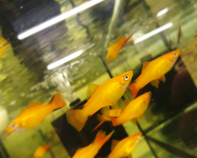 goldfish aquarium prolific goldfish aquarium prolific