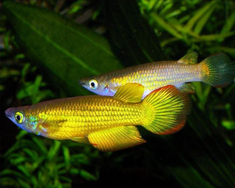 Golden Wonder Panchax ~ 3cm - 4cm