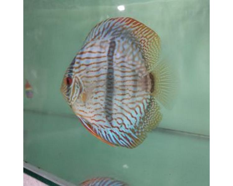 Heckle Discus ~ 6 - 8cm