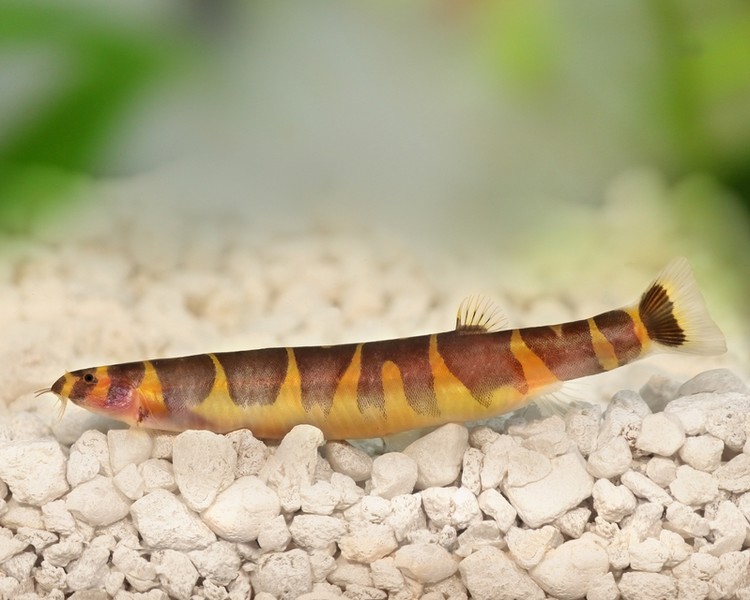 Kuhli Loach