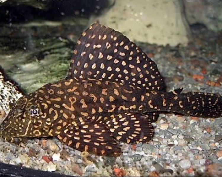 Gold Spot Pleco L001 4cm 5cm