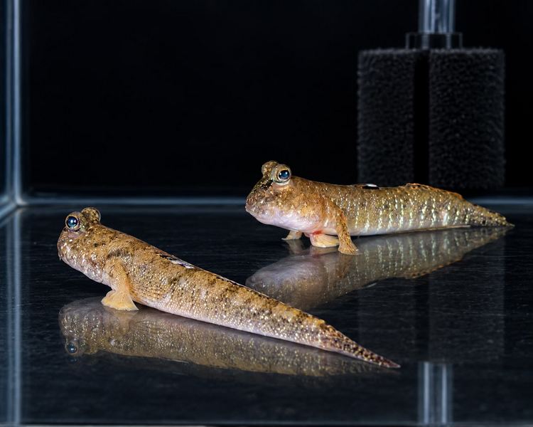 Barred Mudskipper ~ 5cm